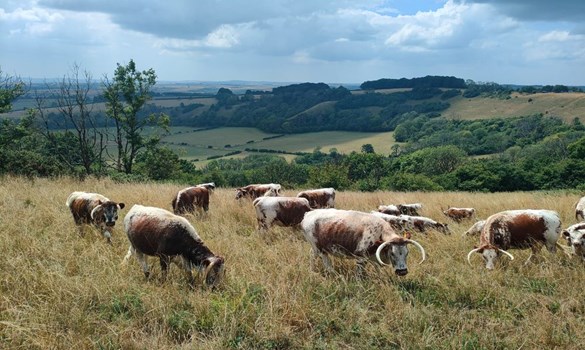 Herd of longhorn cattle grazing in a field.